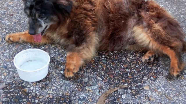El animal, después de ser rescatado por la vecina y la policía.