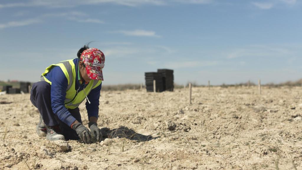 Trabajos de repoblación en los albardinales de la laguna de El Hito.
