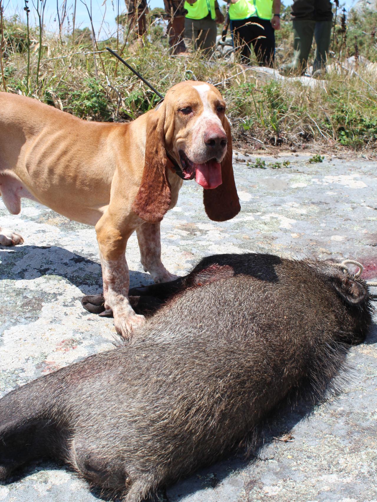 Un perro al lado de un jabalí abatido