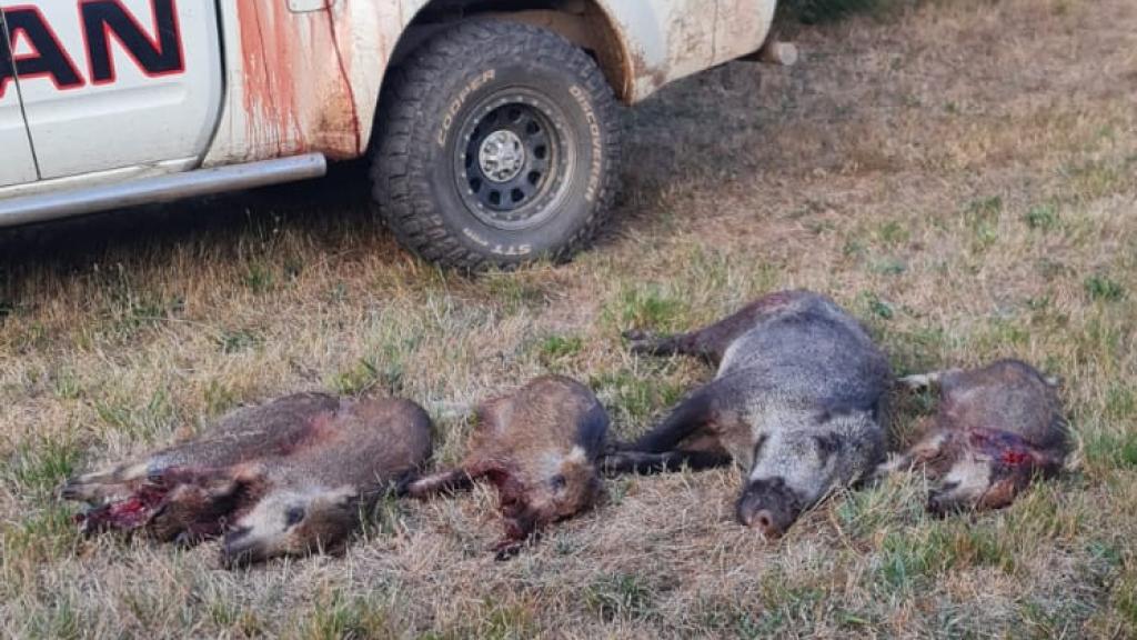 Jabalíes abatidos en la provincia de Pontevedra