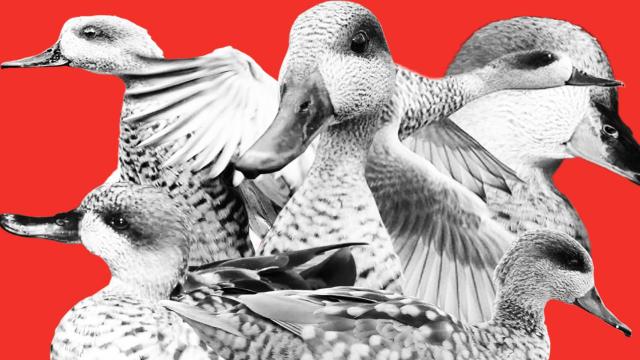 En España esta especie está catalogada 'en peligro crítico de extinción' desde 2018.