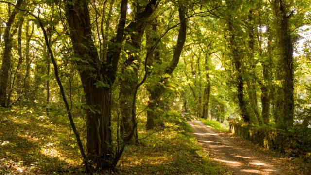 Carballeira da Casa do Gado, Sobrado dos Monxes, A Coruña.