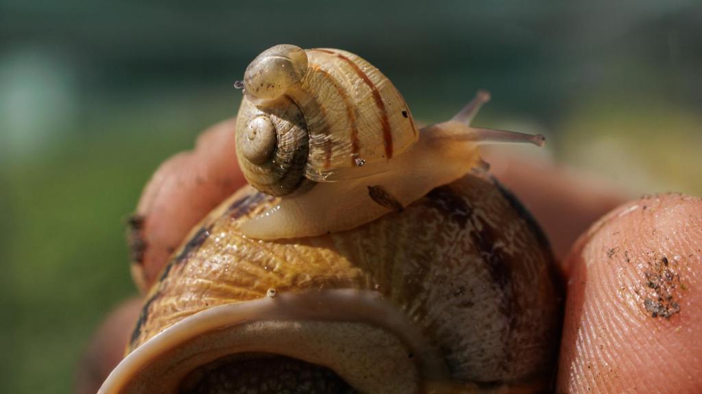 Un caracol con un pequeño alevín sobre su concha en la finca Helix Zamarro de los hermanos Benito.
