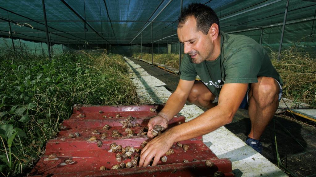Raúl Benito recoge varios caracoles de debajo de uno de sus refugios. Sobre él, una malla de plástico verde que separa la granja de los rayos de sol; lo rodean numerosas plantas que sirven de refugio y alimento a miles de alevines.