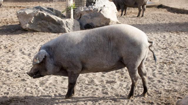 La Finca de Uga en Lanzarote.