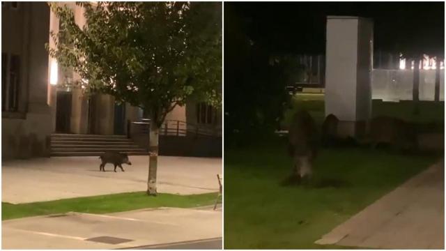 Jabalíes en la Marina de A Coruña