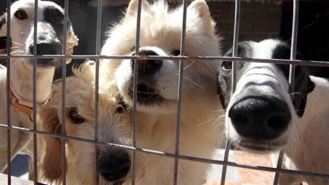 Los perros de la protectora Scooby, en Medina del Campo