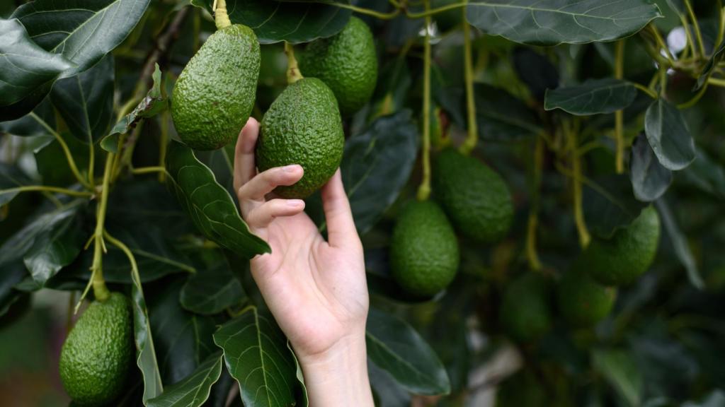 Aguacates que se crían en la Finca de Uga.