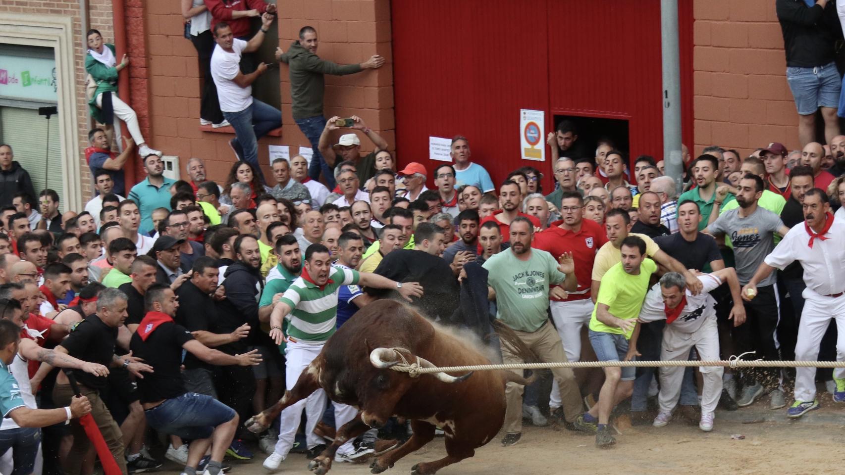 El Toro Enmaromado de Benavente