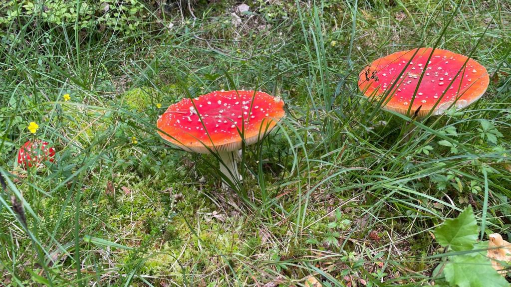 La 'Amanita phalloides', conocida como el 'hongo de la muerte'.