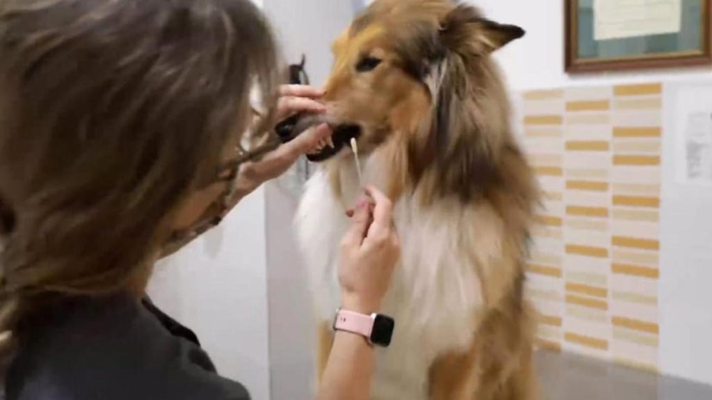 Una muestra del perfil genético de un perro.