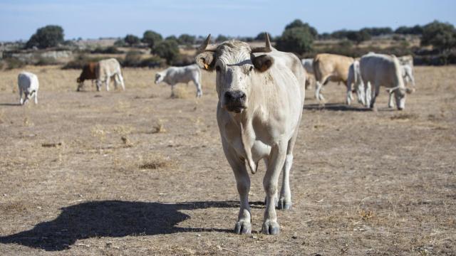 Una explotación ganadera en Zamora.