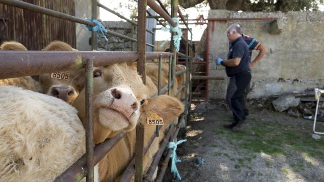 Un veterinario acude a una explotación ganadera de Salamanca