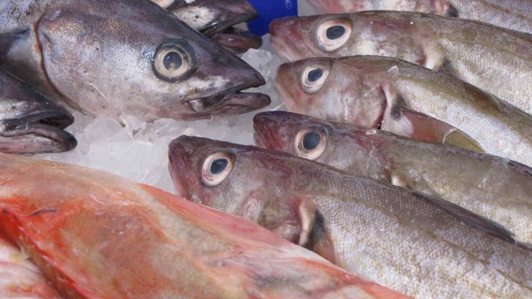 Arenques en la pescadería.