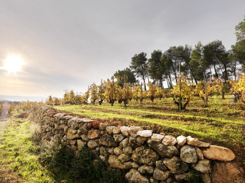 Viñedo Turó d'en Mota de Recaredo