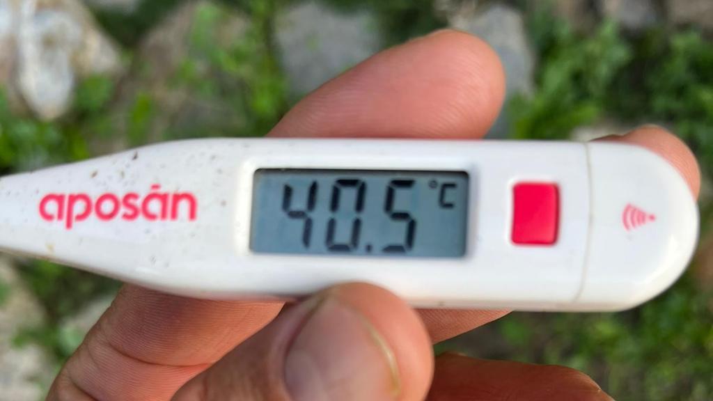 La temperatura de la cierva