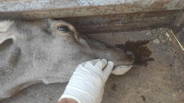 ARCHIVO - Cierva afectada por la enfermedad hemorrágica epizoótica