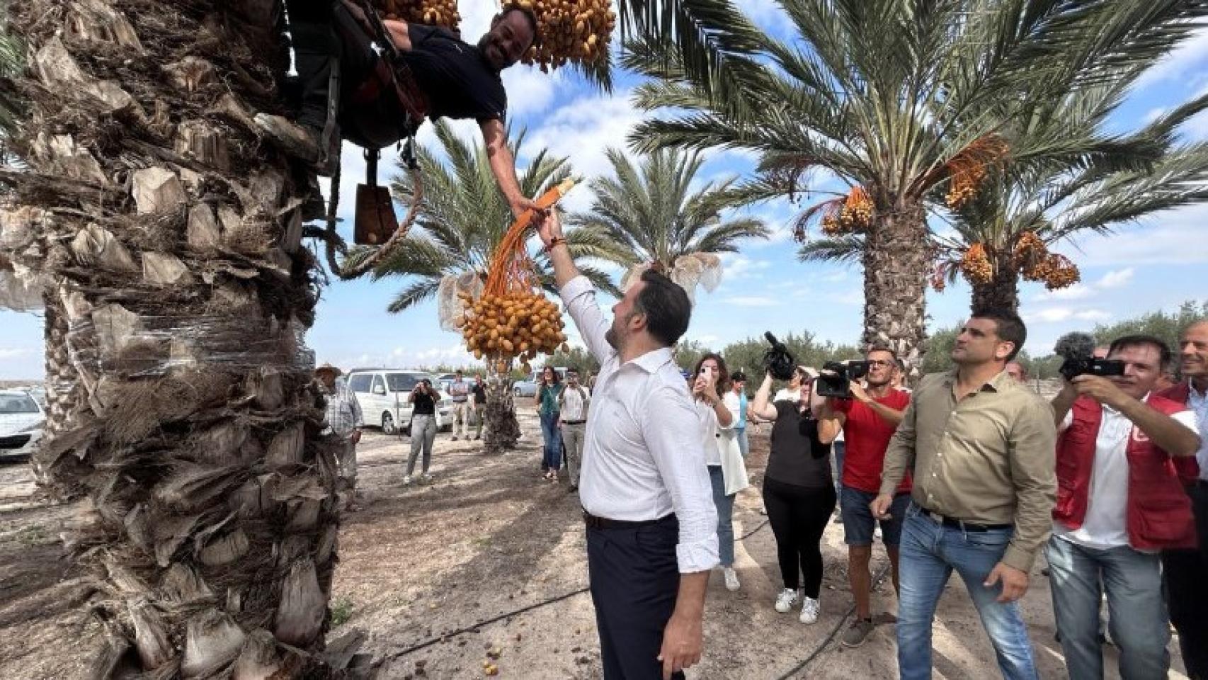 El alcalde de Elche recoge los primeros dátiles.