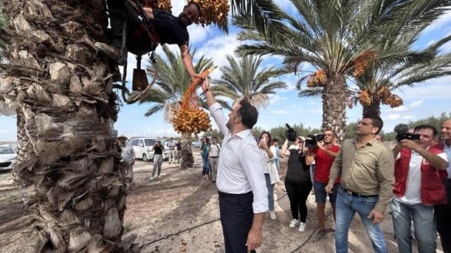El alcalde de Elche recoge los primeros dátiles.