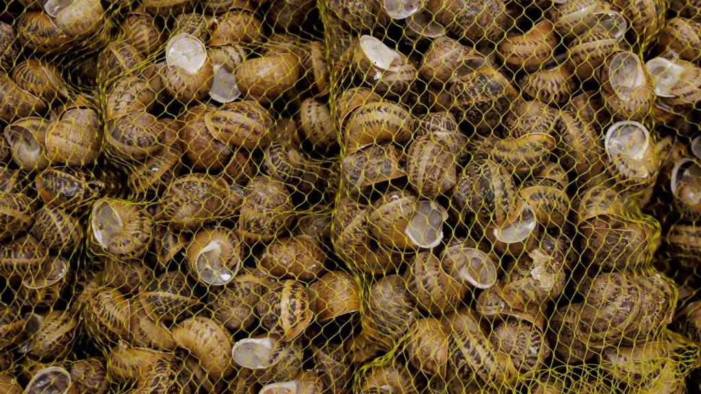 Una de las mallas amarillas de caracoles en hibernación forzada, dispuestos para ser vendidos a sus clientes.