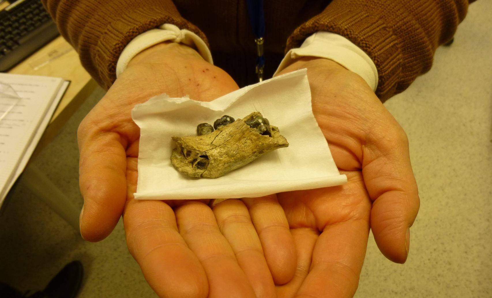 La mandíbula infantil de 'Homo erectus'.