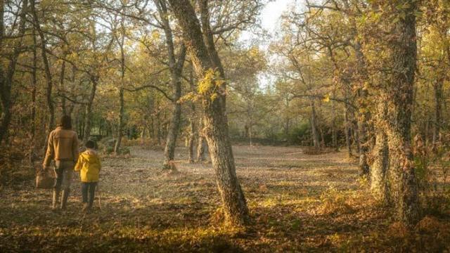 Recolección de setas en un bosque de Salamanca