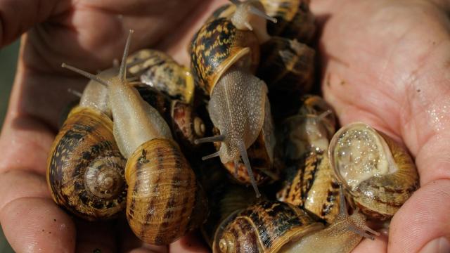 Un grupo de caracoles adultos.