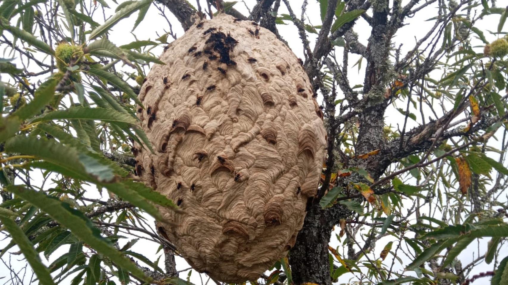 Nido de avispa asiática en Puebla de Sanabria