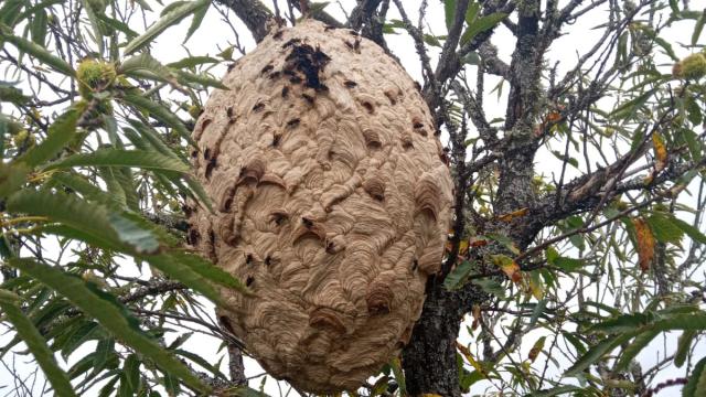 Nido de avispa asiática en Puebla de Sanabria