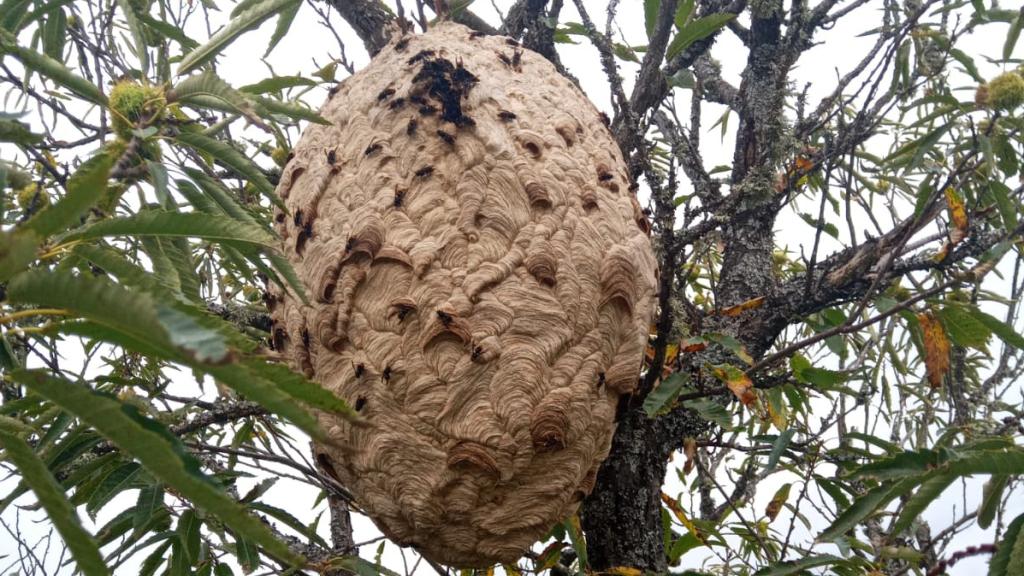 Nido de avispa asiática en Puebla de Sanabria