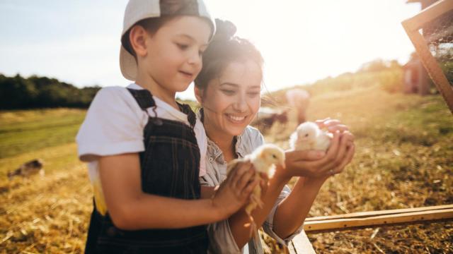 Imagen de archivo de un pollo.