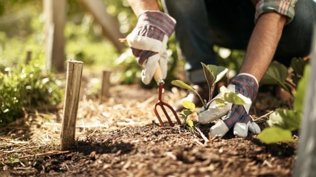 Felicitémonos: España es un país líder en agricultura ecológica, pero no debemos caer en la autocomplacencia