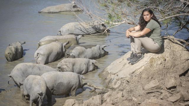 Ana, con varios ejemplares de sus cerdos 100% ibéricos, mientras se bañan en la charca de la finca.