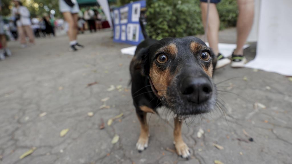 Imagen de archivo de un perro