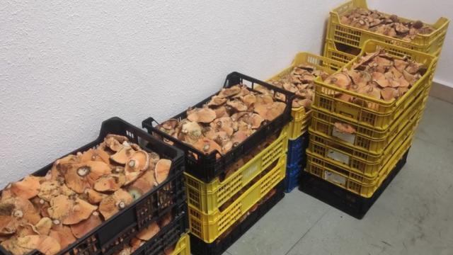 Níscalos intervenidos por la Policía Local de León