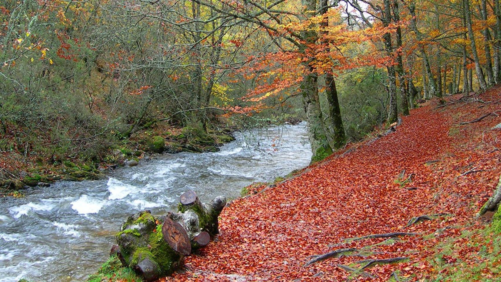 Conoce la visita guiada gratis al bosque madrileño más espectacular del otoño.