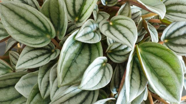 Hojas de la planta peperomia
