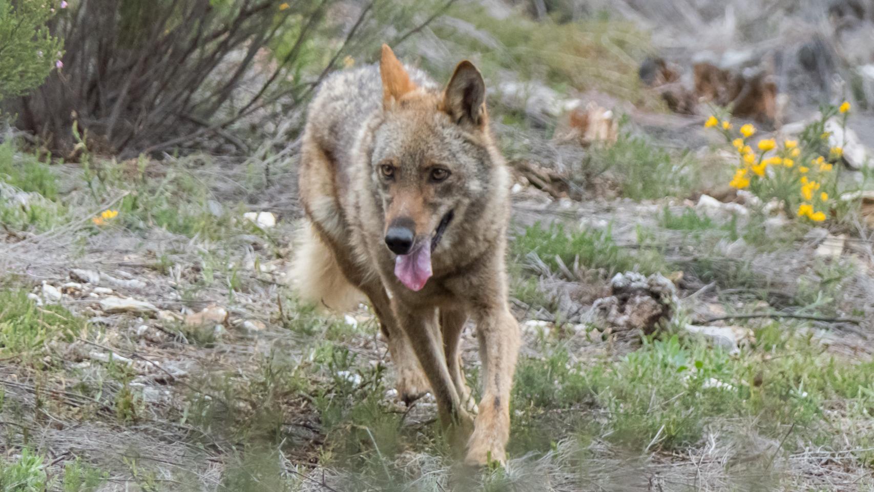 Imagen de un lobo ibérico en Castilla y León.