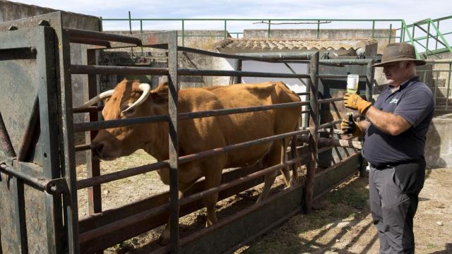 Miguel Ángel García, un veterinario clínico, trabajando con una vaca infectada de Ehe en una finca de la comarca de Ledesma