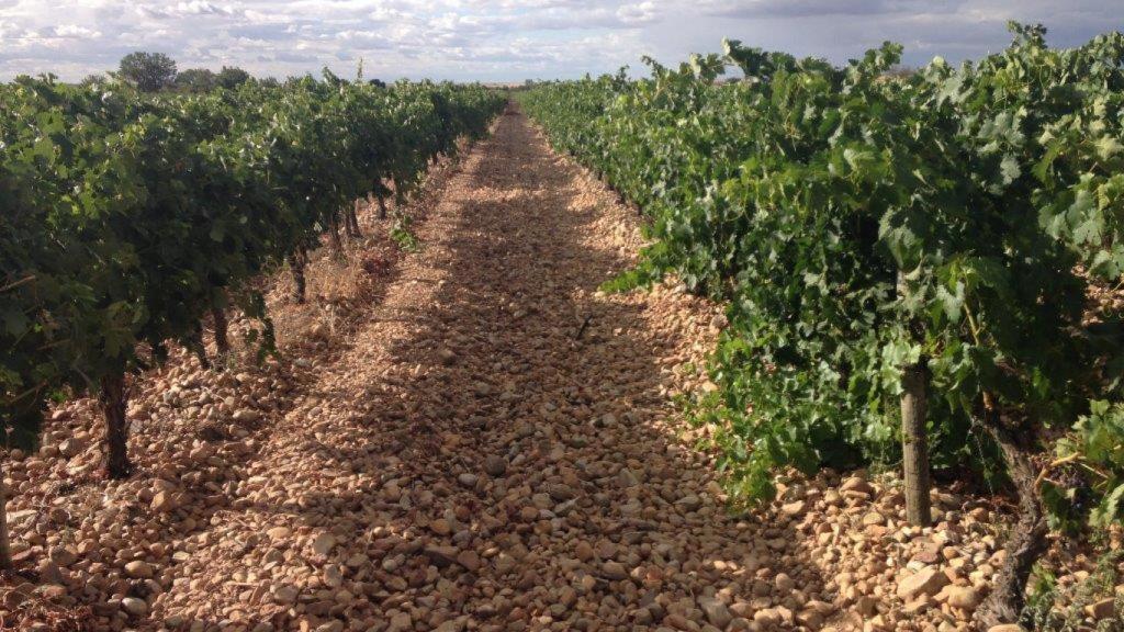 Viñedos de D.O. Valtiendas
