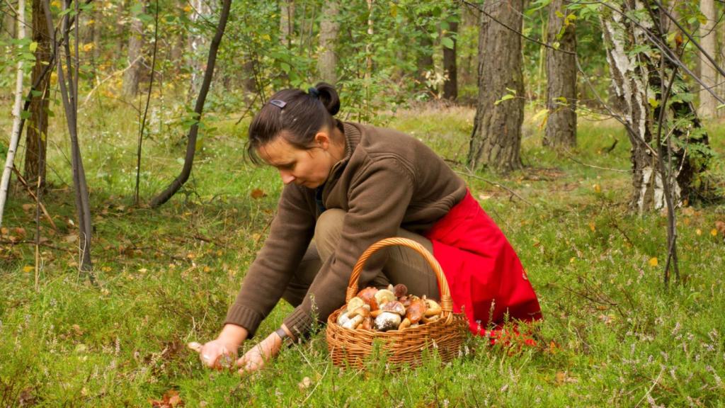 Conoce el rincón secreto de Madrid para ir a recoger setas en otoño: perfecto para los amantes de la micología.