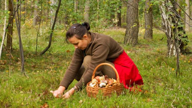 Conoce el rincón secreto de Madrid para ir a recoger setas en otoño: perfecto para los amantes de la micología.