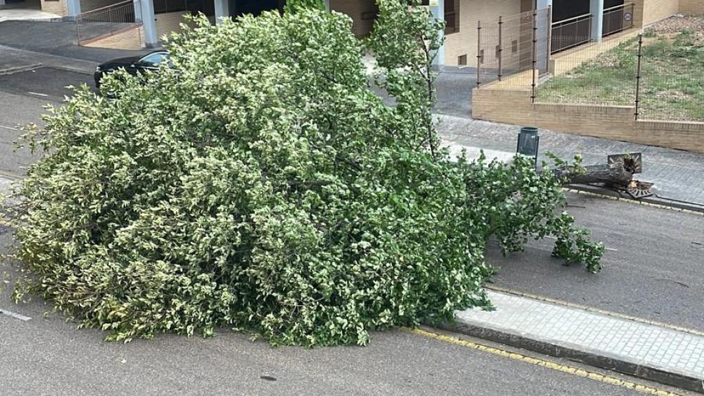 Caída de un árbol en el barrio de La Legua de Toledo.