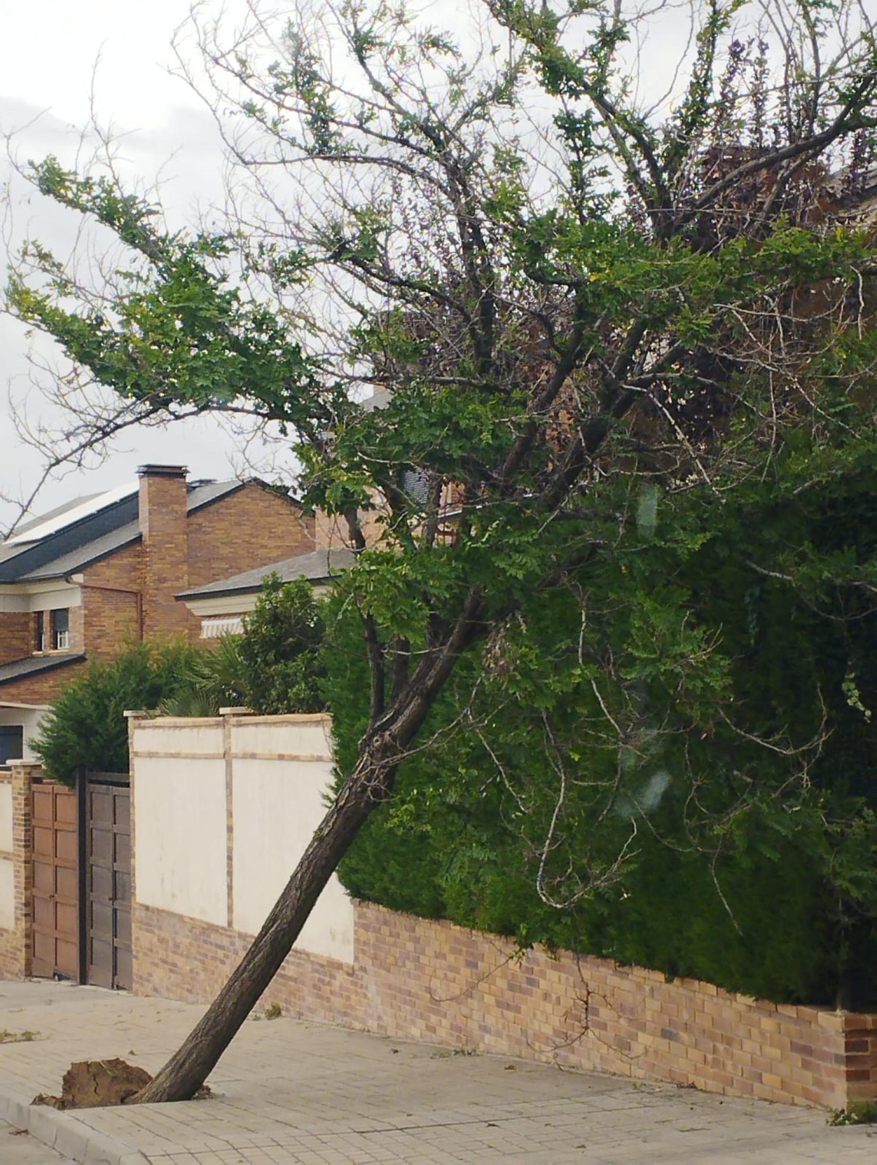 Árbol caído en la avenida del Carrasco del barrio de Valparaíso de Toledo.