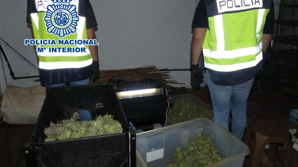 Una imagen de archivo de marihuana incautada.