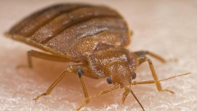 Imagen de archivo de una chinche