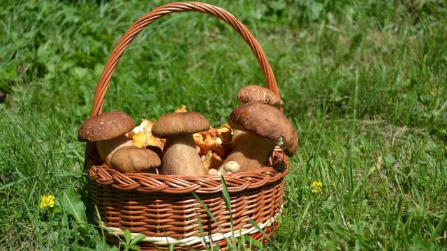 Un cesto con setas en imagen de archivo.