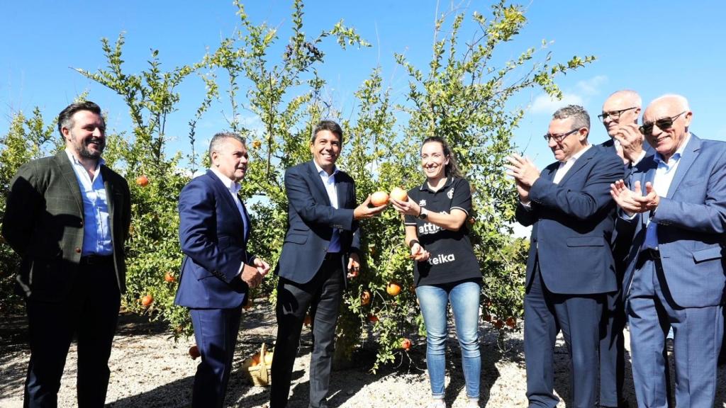 La campaña de recogida de la granada mollar de Elche ha empezado este viernes.