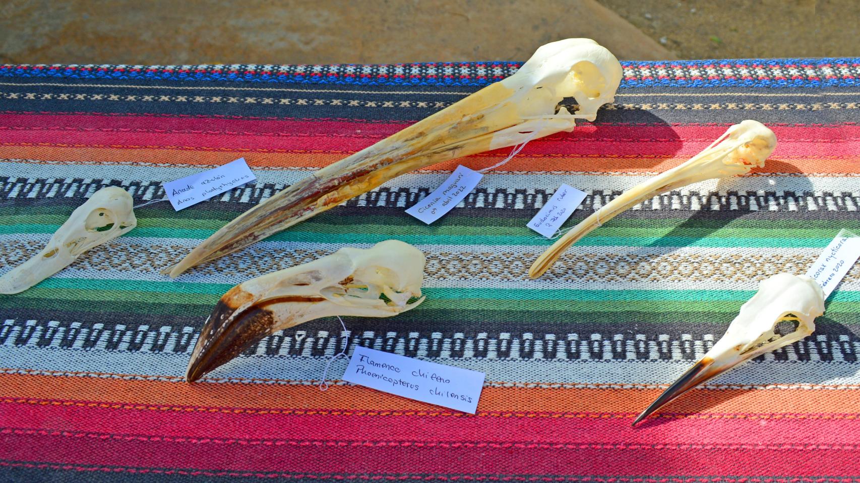Taller de aves migratorias.