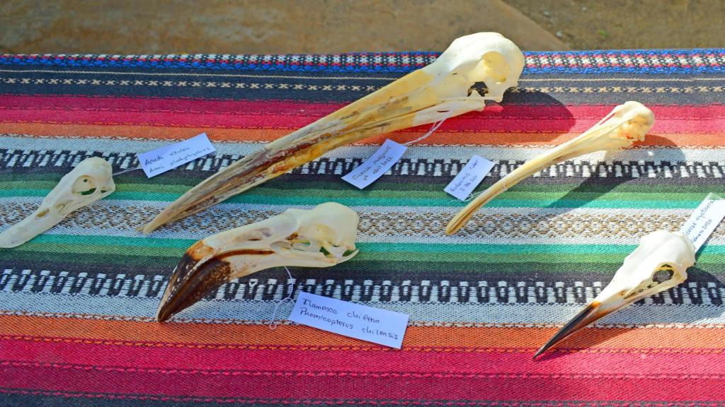 Taller de aves migratorias.
